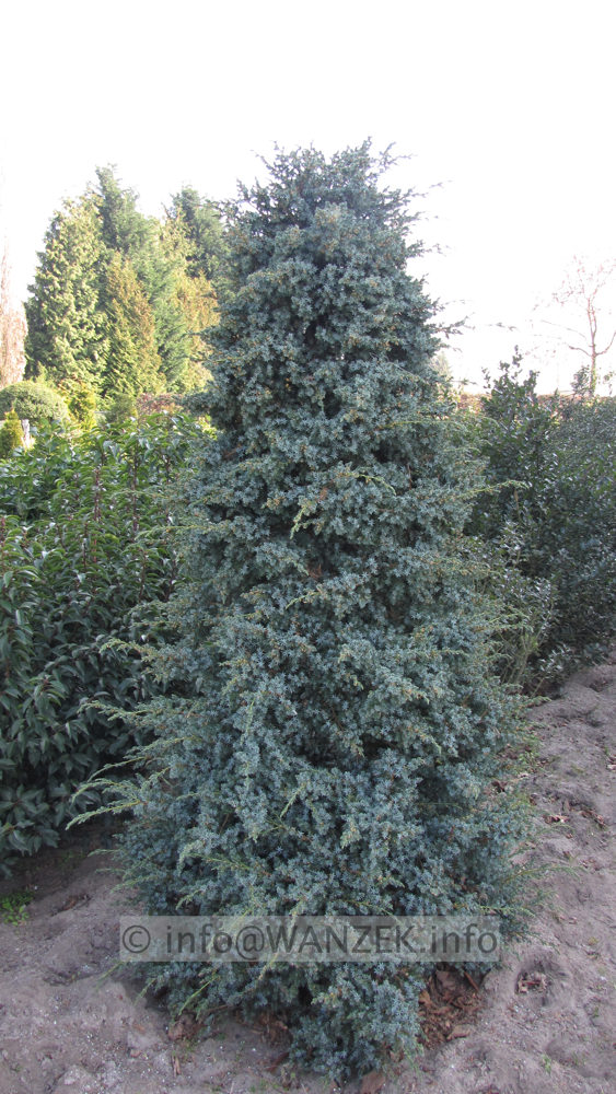 Juniperus chinensis Blue Alps aufrecht 2,5m geschnitten.JPG